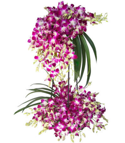 2 Layer Arrangement of 40 Orchids